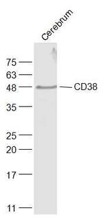 CD38 Antibody in Western Blot (WB)