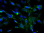 c-Kit Antibody in Immunocytochemistry (ICC/IF)