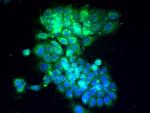 E cadherin Antibody in Immunocytochemistry (ICC/IF)