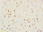 CNPase Antibody in Immunohistochemistry (Paraffin) (IHC (P))