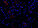 CIAS1 Antibody in Immunohistochemistry (Paraffin) (IHC (P))