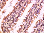 CIAS1 Antibody in Immunohistochemistry (Paraffin) (IHC (P))