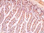 CIAS1 Antibody in Immunohistochemistry (Paraffin) (IHC (P))