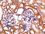 CIAS1 Antibody in Immunohistochemistry (Paraffin) (IHC (P))