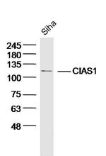 CIAS1 Antibody in Western Blot (WB)