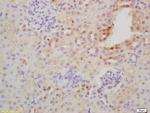 NFKB p100/p52 Antibody in Immunohistochemistry (Paraffin) (IHC (P))