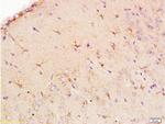 EAAT1 Antibody in Immunohistochemistry (Paraffin) (IHC (P))