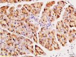 ACE2 Antibody in Immunohistochemistry (Paraffin) (IHC (P))