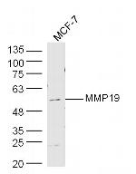 MMP19 Antibody in Western Blot (WB)