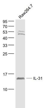 IL-31 Antibody in Western Blot (WB)