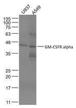 GM-CSFR alpha Antibody in Western Blot (WB)