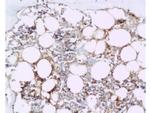 BMP2 Antibody in Immunohistochemistry (Paraffin) (IHC (P))