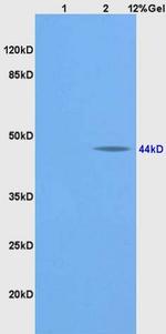 BMP2 Antibody in Western Blot (WB)