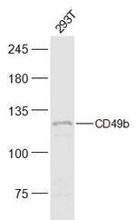 Integrin alpha 2/CD49b Antibody in Western Blot (WB)