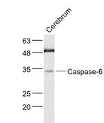 Caspase-6 subunit p11 Antibody in Western Blot (WB)