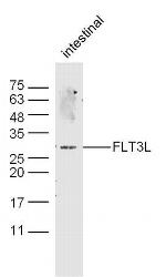 FLT3L Antibody in Western Blot (WB)