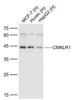 CMKLR1 Antibody in Western Blot (WB)