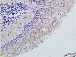 TLR2 Antibody in Immunohistochemistry (Paraffin) (IHC (P))