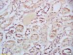 Sclerostin Antibody in Immunohistochemistry (Paraffin) (IHC (P))