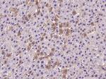 TrkA Antibody in Immunohistochemistry (Paraffin) (IHC (P))