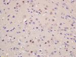 SOD1 Antibody in Immunohistochemistry (Paraffin) (IHC (P))