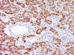 SOD1 Antibody in Immunohistochemistry (Paraffin) (IHC (P))