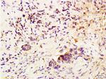 CSF3 Antibody in Immunohistochemistry (Paraffin) (IHC (P))