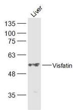 Visfatin Antibody in Western Blot (WB)