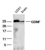 GDNF Antibody in Western Blot (WB)