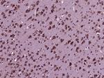 CDK5 Antibody in Immunohistochemistry (Paraffin) (IHC (P))