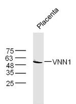 VNN1 Antibody in Western Blot (WB)