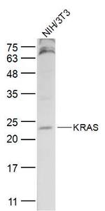 KRAS Antibody in Western Blot (WB)