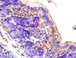 AMPK alpha-1 Antibody in Immunohistochemistry (Paraffin) (IHC (P))