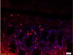 CD62L Antibody in Immunohistochemistry (Paraffin) (IHC (P))