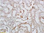 CD62L Antibody in Immunohistochemistry (Paraffin) (IHC (P))