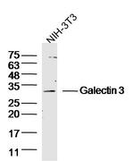 Galectin-3 Antibody in Western Blot (WB)