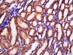 GLUT2 Antibody in Immunohistochemistry (Paraffin) (IHC (P))