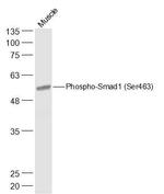 Phospho-Smad1 (Ser463) Antibody in Western Blot (WB)