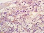 TIMP-2 Antibody in Immunohistochemistry (Paraffin) (IHC (P))