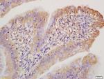 Collagen 1 Antibody in Immunohistochemistry (Paraffin) (IHC (P))