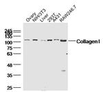 Collagen 1 Antibody in Western Blot (WB)