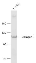 Collagen 1 Antibody in Western Blot (WB)