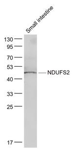 NDUFS2 Antibody in Western Blot (WB)