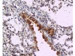 MyD88 Antibody in Immunohistochemistry (Paraffin) (IHC (P))