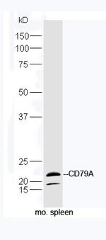 CD79A Antibody in Western Blot (WB)