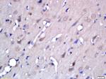 BACE2 Antibody in Immunohistochemistry (Paraffin) (IHC (P))