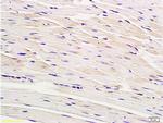 Connexin-40 Antibody in Immunohistochemistry (Paraffin) (IHC (P))