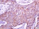 Connexin-40 Antibody in Immunohistochemistry (Paraffin) (IHC (P))