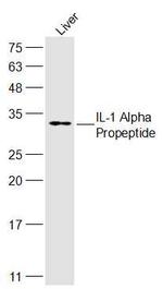 IL-1 Alpha Propeptide Antibody in Western Blot (WB)