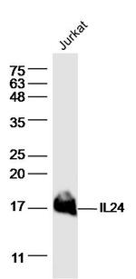 IL24 Antibody in Western Blot (WB)